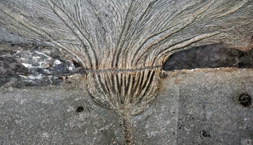 Seirocrinus subangularis del esquisto Posidonia del Jurásico temprano en Holzmaden, Alemania. Wikimedia Commons / James St. John, CC BY-SA
