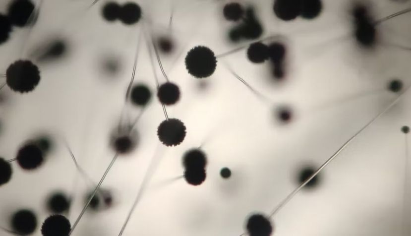  Se trata de hongos del género Aspergillus, muy cercanos genéticamente a la especie Aspergillus niger. Kore / Shutterstock