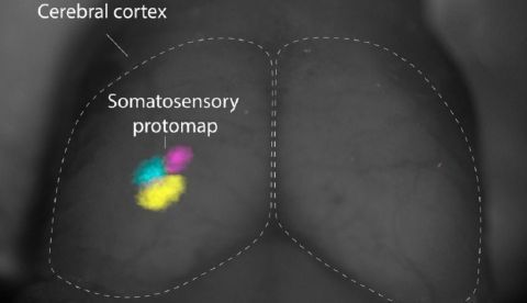 el sentido del tacto surge en el cerebro antes del nacimiento 