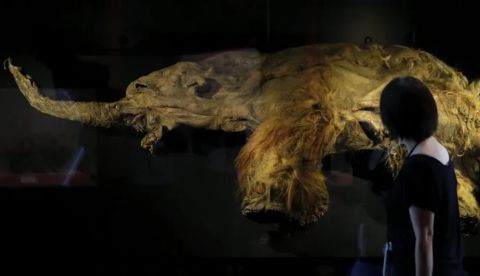 Analizan la evolución del mamut lanudo en sus 700.000 años por Siberia