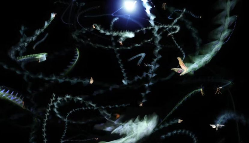 Fotografía de exposición múltiple de insectos que revolotean en torno a una luz por la noche. Jamie Theobald, CC BY-ND