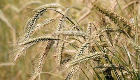 La prevalencia de la alergia a los alimentos se ha duplicado en pocos años