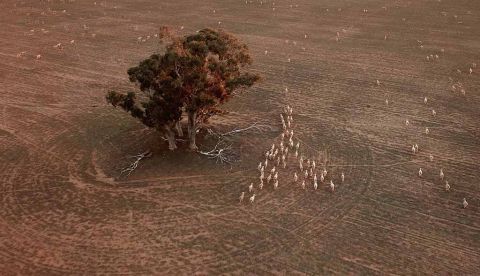 Ovejas pastan en el campo seco y polvoriento de una cosecha fallida cerca de Parkes, Nueva Gales del Sur (Australia), afectado por la sequía. EFE/Dean Lewins/Archivo