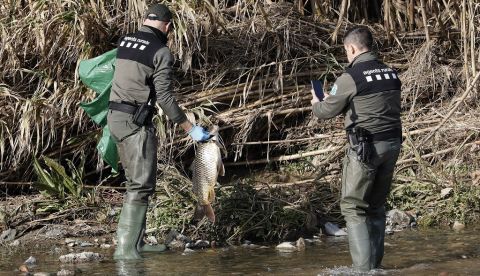 Dos agentes rurales de la Generalitat de Catalunya recogen un pez muerto de la orilla del rio Besós. EFE/Andreu Dalmau