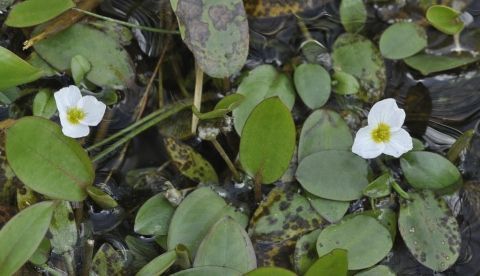 Imagen del Llantén flotante encontrado en la Sierra de Malagón cedida por el Real Jardín Botánico (RJB-CSIC). EFE