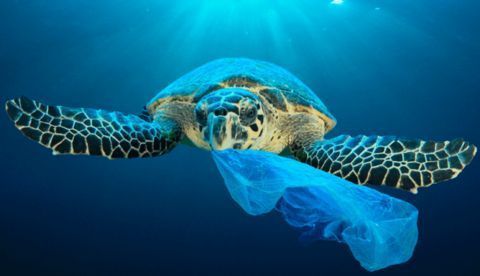 Casi todas las tortugas marinas tienen plásticos en su aparato digestivo