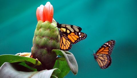Dos mariposas que se alimentan en una flor de un mariposario. EFE/Archivo