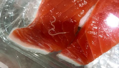 Anisakis en un trozo de salmón. Crédito:Togabi/Wikimedia Commons/EFE