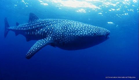 Imagen de archivo de un tiburón ballena. EFE