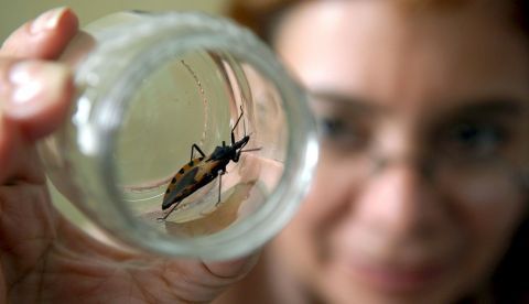 En la foto de archivo un ejemplar de la "chinche picuda", animal transmisor del mal de Chagas, más conocido como la enfermedad de los pobres. EFE/Archivo 	   