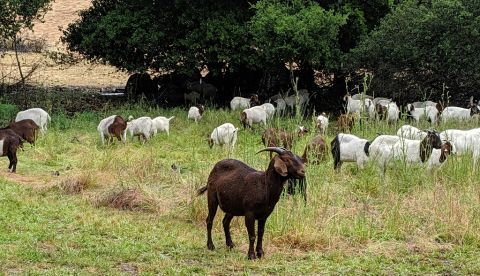 Unas cabras pastando. EFE/Archivo/Marc Arcas