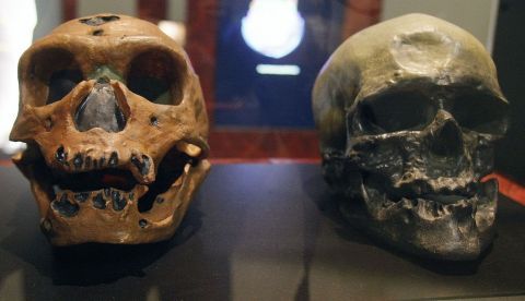 Los cráneos de un homo neanderthalensis y un homo sapiens. EFE/Morell