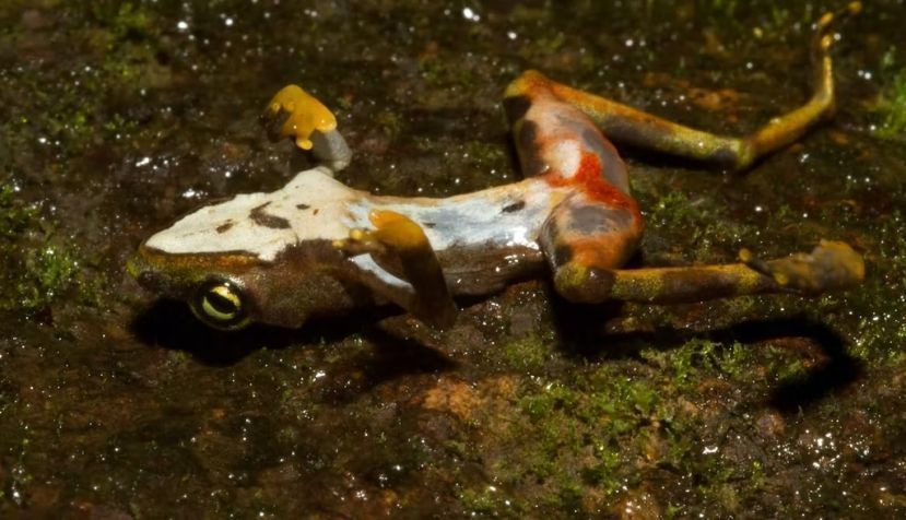 Rana muerta por quitridiomicosis, una enfermedad causada por el hongo Batrachochytrium dendrobatidis. Brian Gratwicke / Flickr, CC BY
