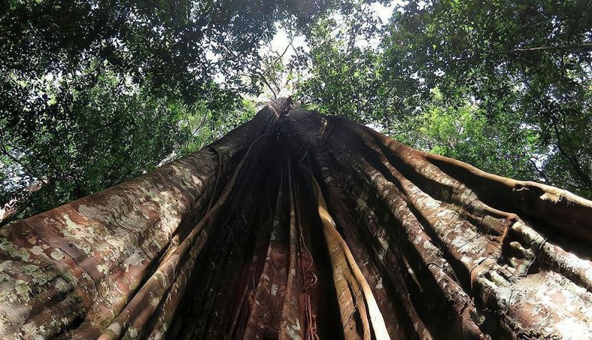 Degradación en la Amazonia: una bomba de relojería para la aparición de enfermedades con potencial pandémico