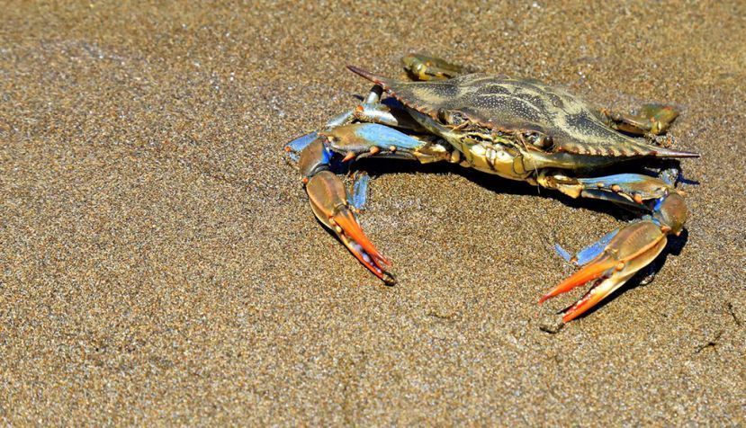 Una jaiba azul (Callinectes sapidus). Shutterstock / rospoint