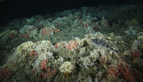 Imagen de archivo facilitada por Australian Antarctic Division. Los detalles sobre la vida marina de 9.000 especies que habitan la Antártida, desde minúsculos microbios hasta enormes cetáceos. EFE/Archivo
