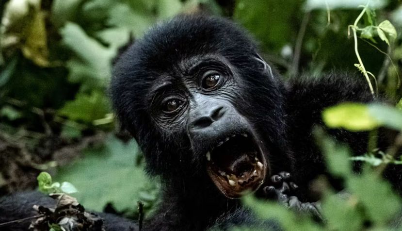 Un joven gorila de montaña jugando en el Parque Nacional de Bwindi, Uganda. Miquel Llorente