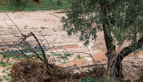 Olivar tras un episodio de lluvias. Manolines/Shutterstock