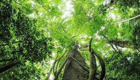 España incumple las metas mundiales sobre biodiversidad para 2011-2020