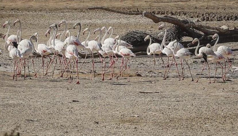 Doñana cumple 53 años con la sequía como amenaza principal