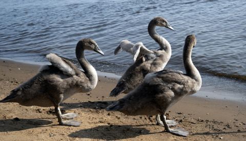 Tres cisnes grises: la pandemia, el populismo y el neoliberalismo