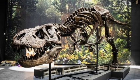 Esqueleto de un Tyrannosaurus rex en un museo. EFE/EPA/BART MAAT