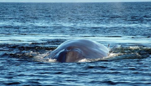En la imagen, una ballena azul (Balaenoptera musculus) en los archipiélagos de la zona austral chilena. EFE/Archivo