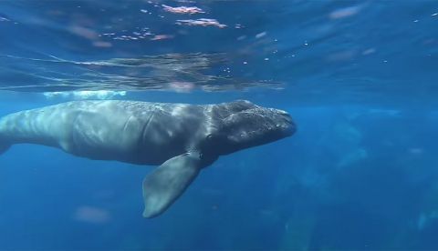 Buscan en aguas canarias una cría de ballena franca extinta en el Atlántico