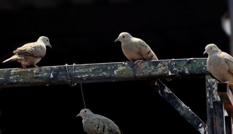 Las aves no invadieron las ciudades en el confinamiento, sólo fueron más visibles