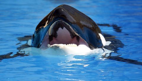 Para su estudio los científicos examinaron los datos de más de 40 años de censos en dos grupos de orcas cuyo hábitat está en el Pacífico noroccidental, a fuera de las costas Washington (EE.UU.) y Columbia Británica (Canadá). EFE/Cristóbal García/Archivo