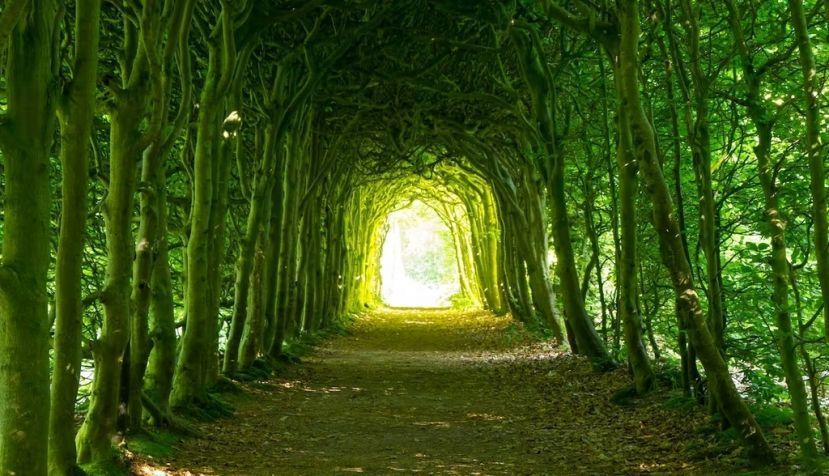 Shutterstock / Sander van der Werf