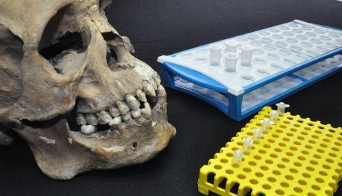 Imagen de una calavera de la fosa de San José de los Naturales. Crédito: Rodrigo Barquera (Escuela Nacional de Antropología e Historia)