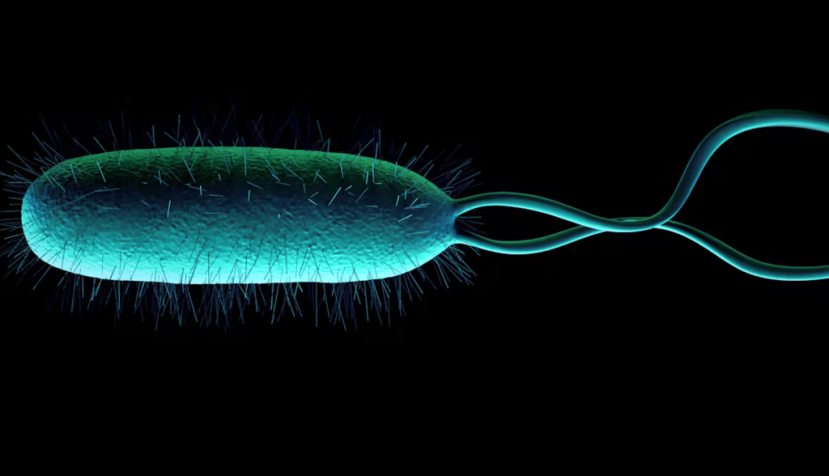 Helicobacter pylori. Peddalanka Ramesh Babu/Shutterstock