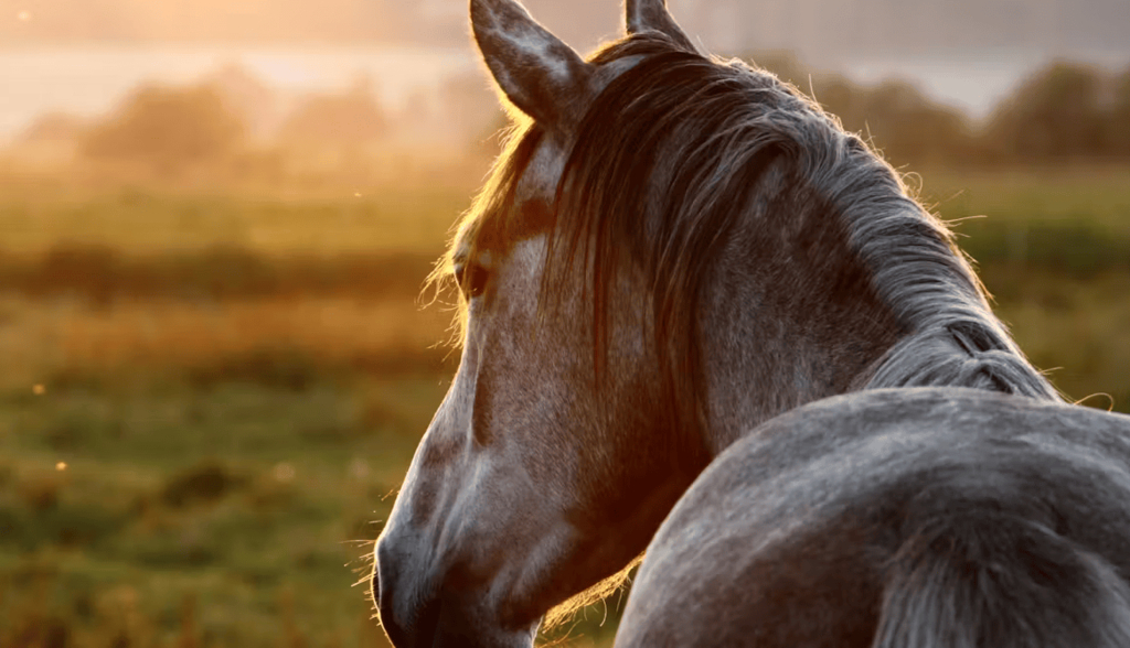 Cuando los mosquitos y las moscas no dan tregua: qué podemos hacer por el bienestar de los caballos