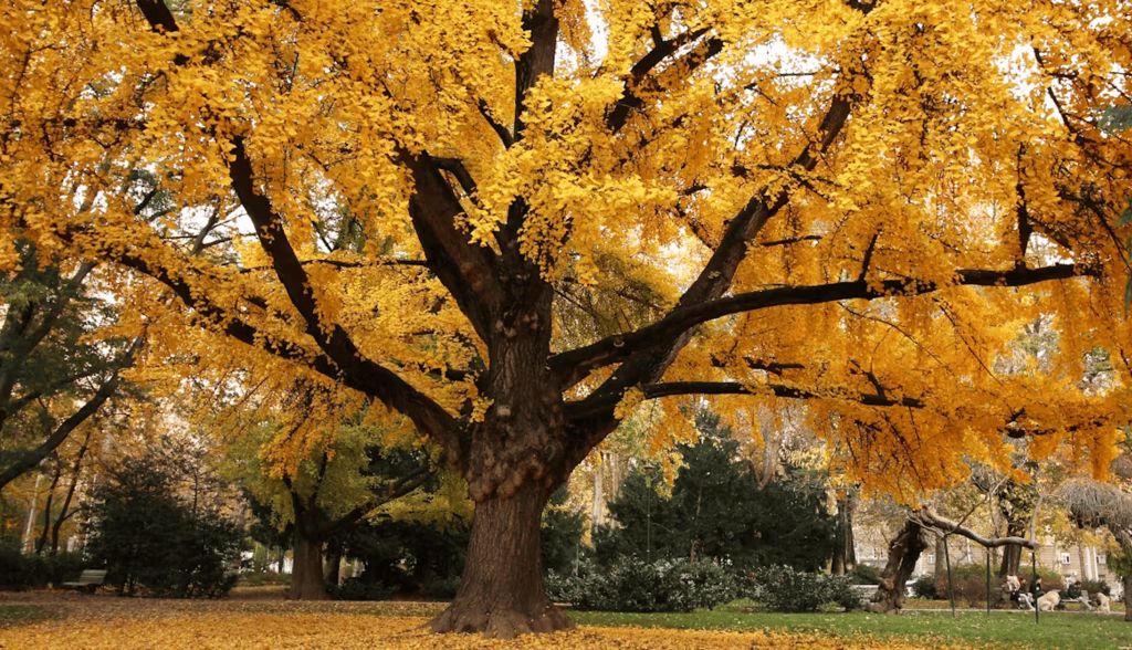 Ginkgo, el árbol que pone huevos