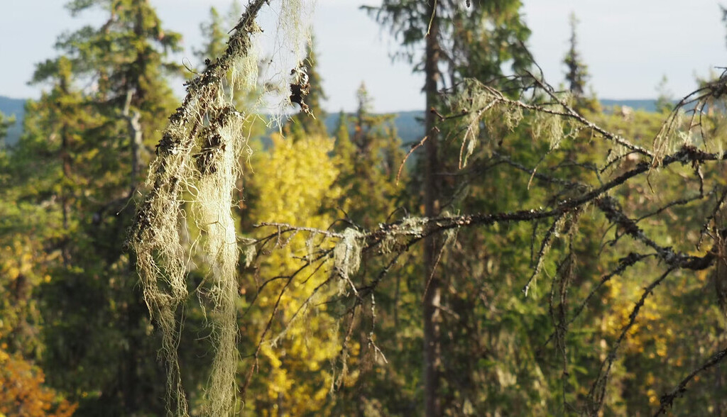 Los bosques naturales de Suecia almacenan un 83% más carbono que los bosques gestionados