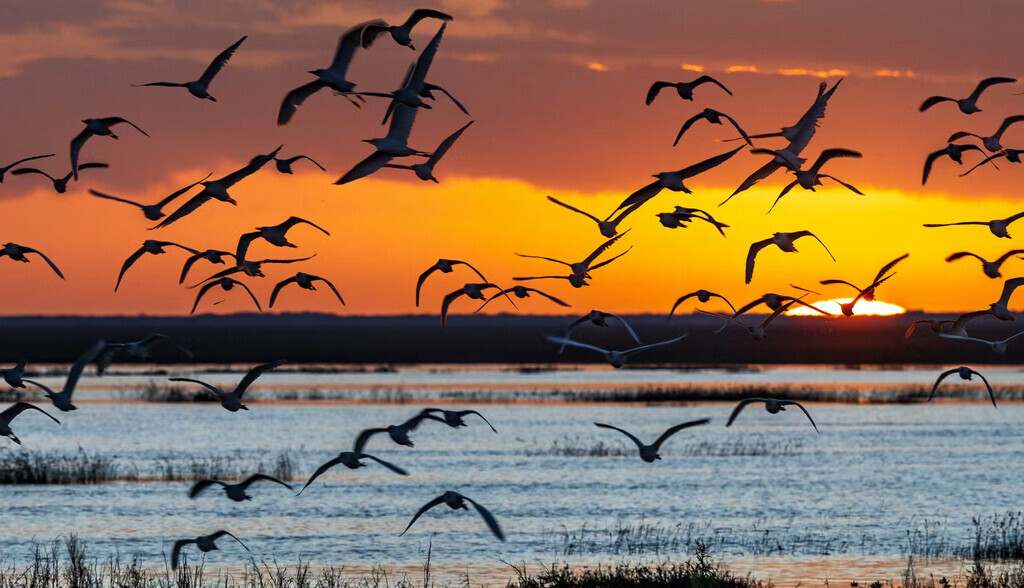 La historia del Parque Nacional de Doñana: así comenzaron los esfuerzos de conservación en medio de una dictadura