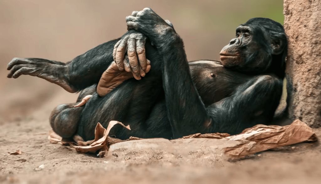 El hueso del pene: el tesoro que la evolución les negó a los hombres