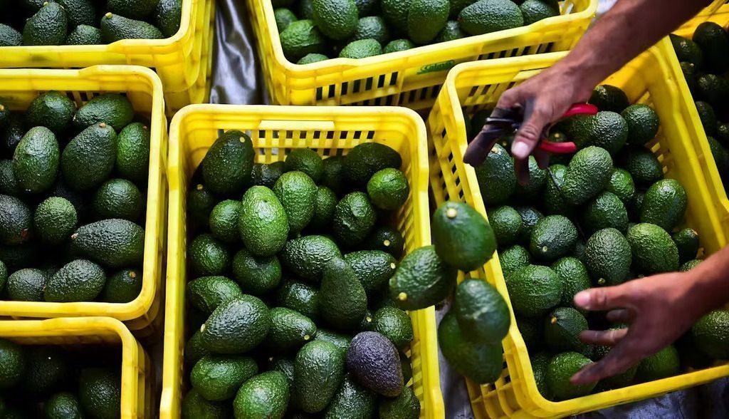 El aguacate es el maná de México, pero su cultivo causa graves daños medioambientales