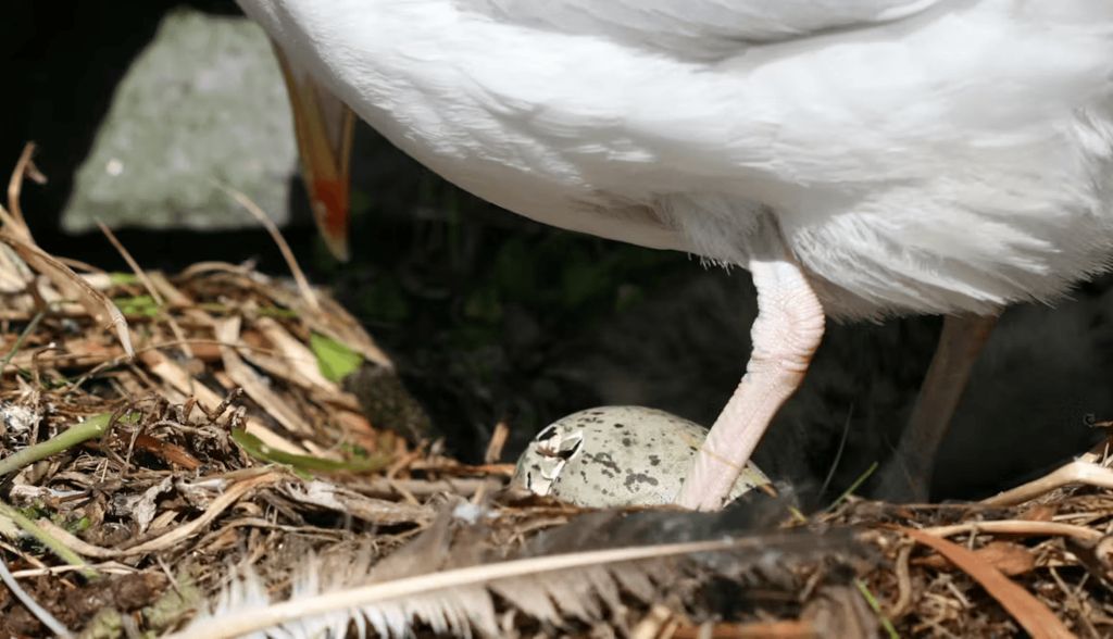 Los embriones de las aves escuchan las conversaciones de sus padres desde el huevo