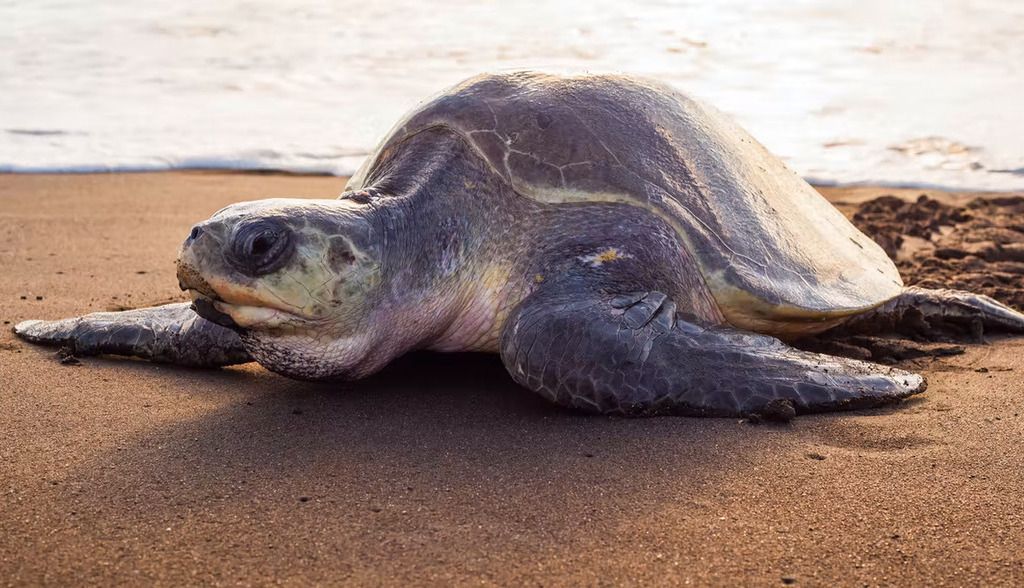 Las tortugas marinas solo son fieles a su playa (y eso condiciona el sexo de las crías)