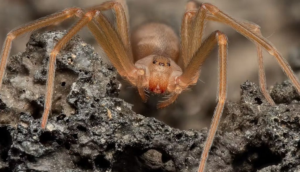 La araña violinista europea: qué se sabe (y qué no) sobre su peligrosidad real