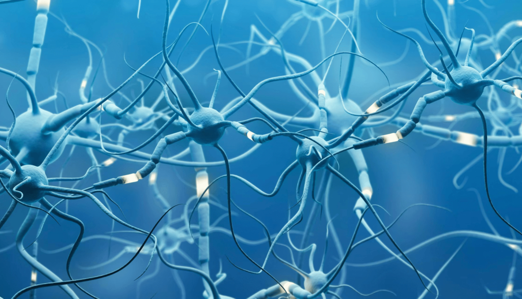 No, nuestro cerebro no se “desarrolla completamente” de golpe a los 25 años: esto es lo que dice la neurociencia