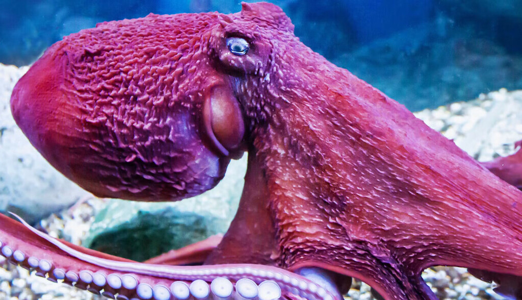 Relacionarnos con un pulpo es similar a encontrarnos con una inteligencia alienígena