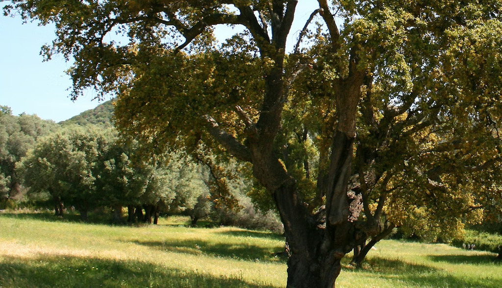 Matusalén y la inmortalidad en el mundo vegetal