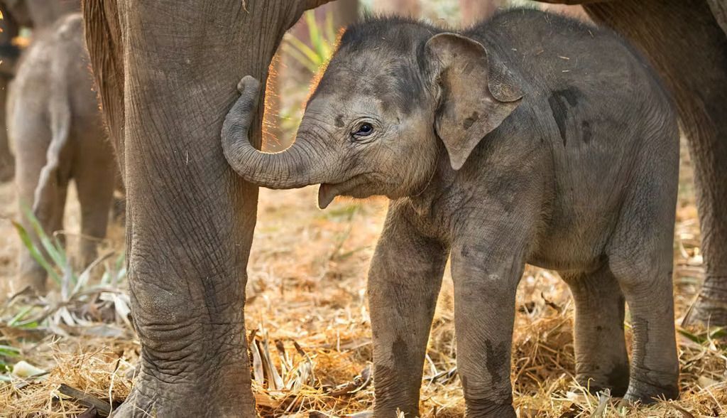 Se han encontrado crías de elefante enterradas, ¿qué significado tiene?