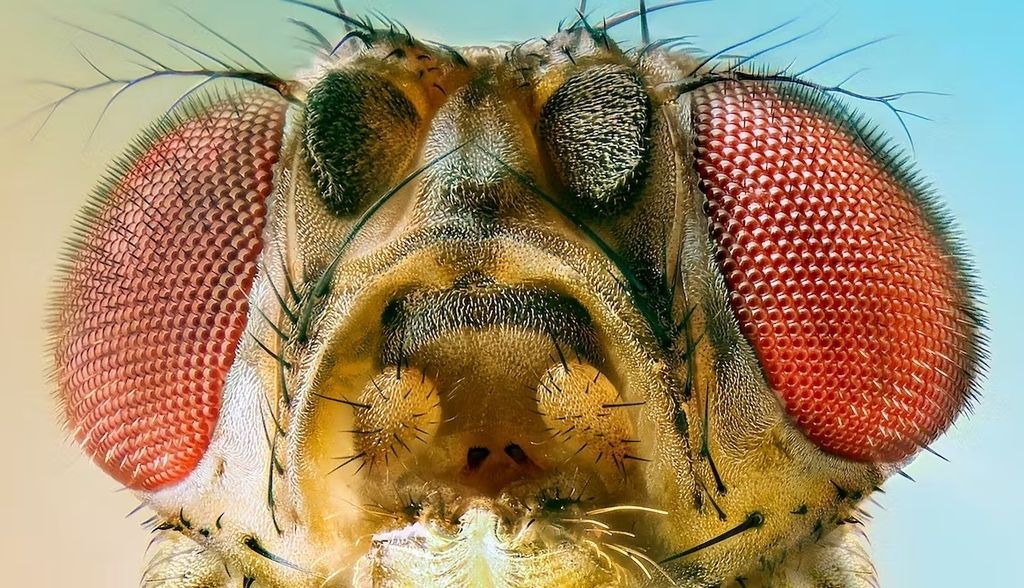 Cerebro de mosquito, ¿de verdad es un insulto?
