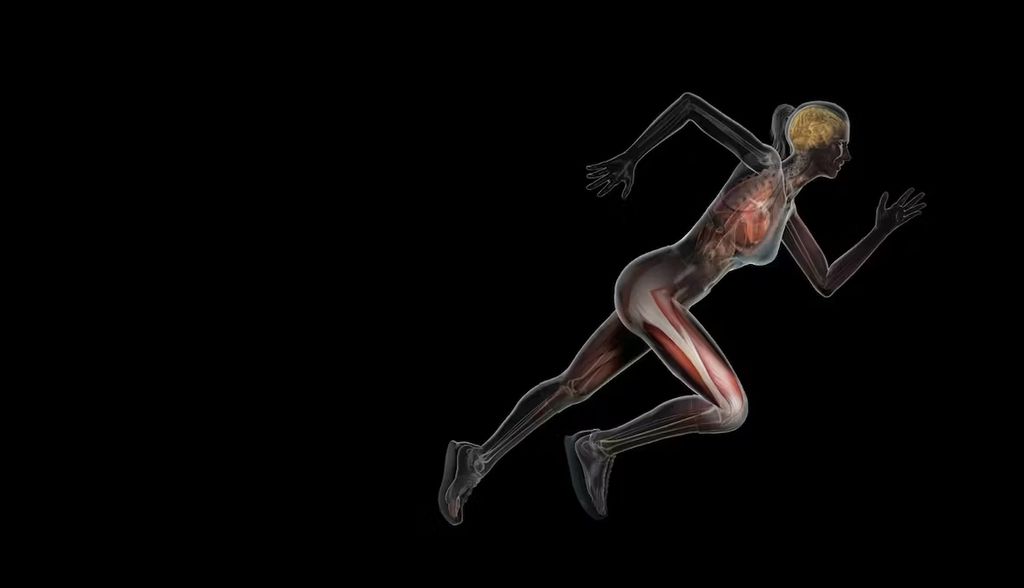 Por qué los humanos tenemos un extra inesperado de energía (y para qué sirve)
