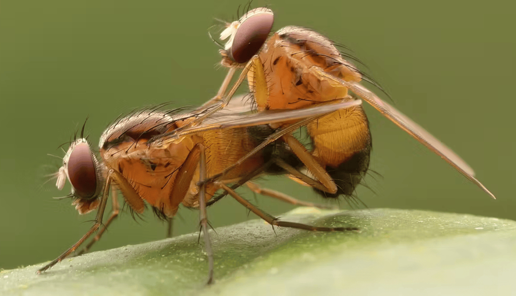 ¿Cómo sabe una golondrina cómo fabricar su nido y un oso cuándo hibernar?