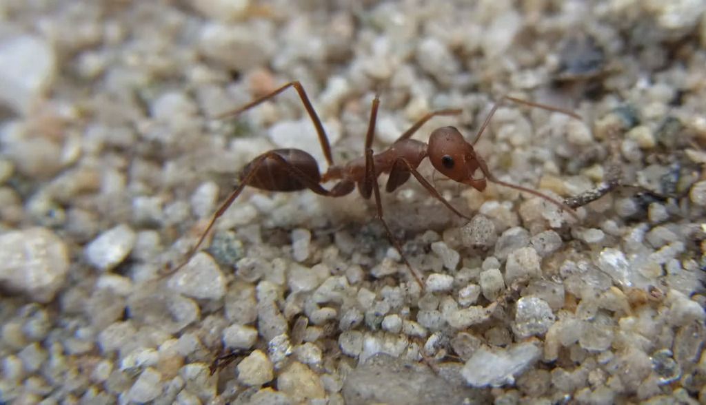 ¿Cómo encuentran el camino de vuelta a casa las hormigas del desierto?